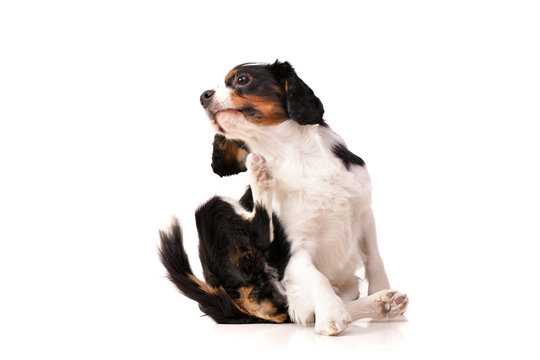 Studio shot of an adorable Cavalier King Charles Spaniel