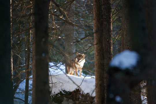 gray wolf, grey wolf, canis lupus