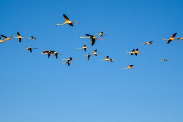 Flamants roses en vol. Ciel bleu.	