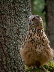 Eurasian eagle-owl (Bubo Bubo) in forest on the ground. Eurasian eagle owl sitting under the tree.