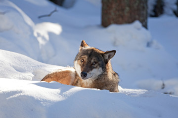 gray wolf, grey wolf, canis lupus