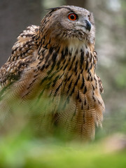 Eurasian eagle-owl (Bubo Bubo) in forest on the ground. Eurasian eagle owl sitting under the tree.