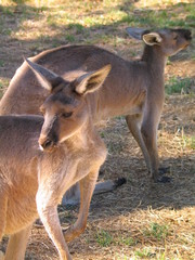 Kangarro of Australia. Ayers Rock zone