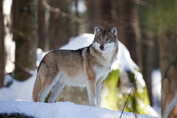 gray wolf, grey wolf, canis lupus