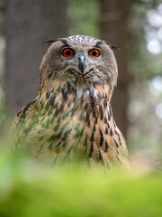 Eurasian eagle-owl (Bubo Bubo) in forest on the ground. Eurasian eagle owl sitting under the tree.