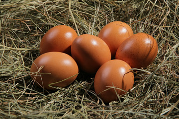 Six eggs lying on a hay. Easter or village theme.