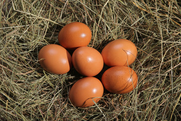 Six eggs lying on a hay. Easter or village theme.