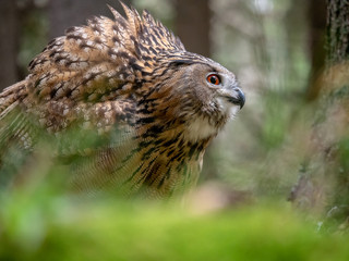 Eurasian eagle-owl (Bubo Bubo) in forest on the ground. Eurasian eagle owl sitting under the tree.