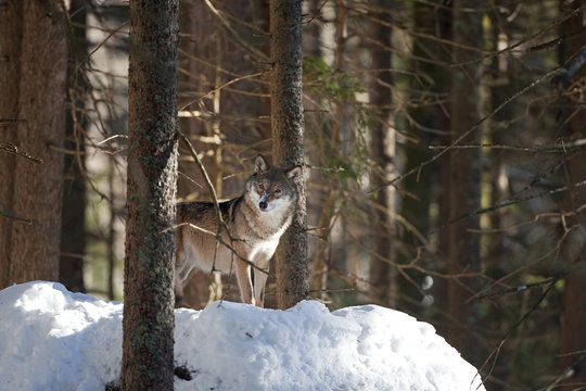 gray wolf, grey wolf, canis lupus