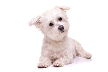 Studio shot of an adorable mixed breed dog