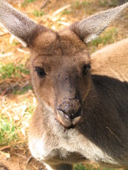 Kangarro of Australia. Ayers Rock zone