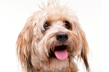 Portrait of an adorable mixed breed dog