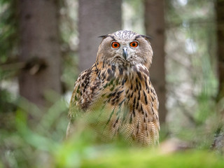 Eurasian eagle-owl (Bubo Bubo) in forest on the ground. Eurasian eagle owl sitting under the tree.