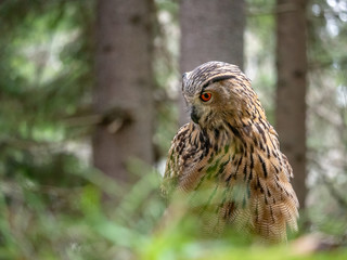 Eurasian eagle-owl (Bubo Bubo) in forest on the ground. Eurasian eagle owl sitting under the tree.