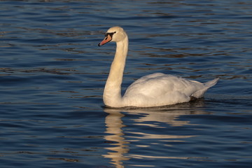 Höckerschwan an der Fähre Hitdorf Langel