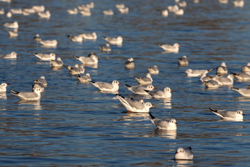 Möwen in Langel an der Fähre