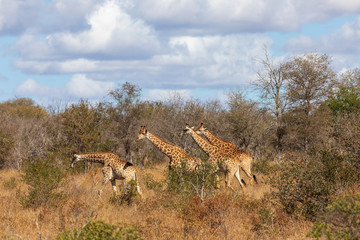 Giraffe 29
