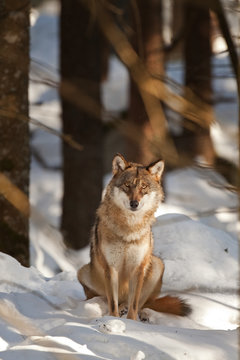 gray wolf, grey wolf, canis lupus