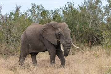 Fototapeta na wymiar Elefant 56