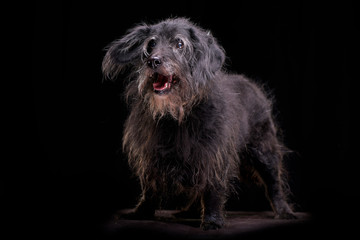 Studio shot of an adorable mixed breed dog