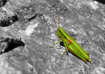 Green Grasshopper on black and white rock