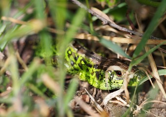Green Salamander looking to you hiding in the grass