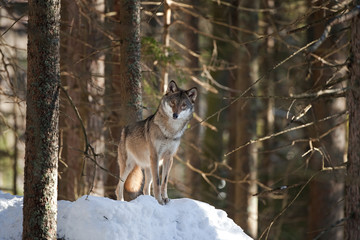 gray wolf, grey wolf, canis lupus