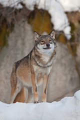 gray wolf, grey wolf, canis lupus