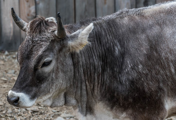 Alpen Landschaft in Italien Meran
