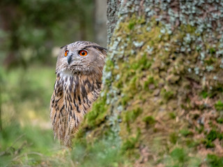 Eurasian eagle-owl (Bubo Bubo) in forest on the ground. Eurasian eagle owl sitting under the tree.