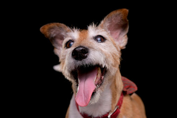 Portrait of an old, adorable Jack Russell terrier