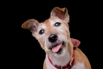 Portrait of an old, adorable Jack Russell terrier