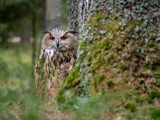Eurasian eagle-owl (Bubo Bubo) in forest on the ground. Eurasian eagle owl sitting under the tree.