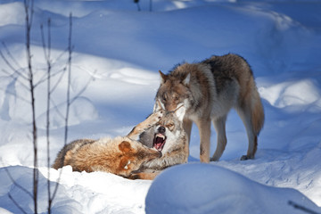 Obraz premium gray wolf, grey wolf, canis lupus