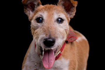 Portrait of an old, adorable Jack Russell terrier