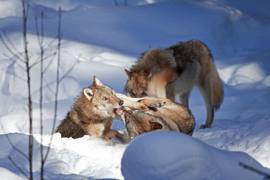 gray wolf, grey wolf, canis lupus
