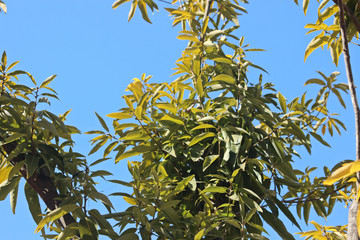 겨울 비목나무 잎