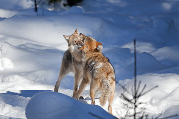 gray wolf, grey wolf, canis lupus