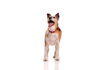 Studio shot of an old, adorable Jack Russell terrier