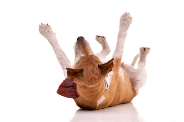 Studio shot of an old, adorable Jack Russell terrier