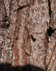 Tree close up