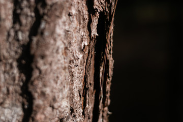 Tree Close up
