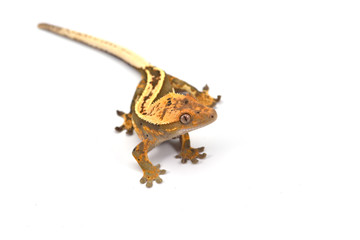 Crested gecko isolated on white background