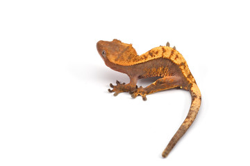Crested gecko isolated on white background