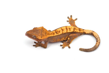 Crested gecko isolated on white background