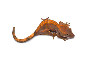 Obraz premium Crested gecko isolated on white background