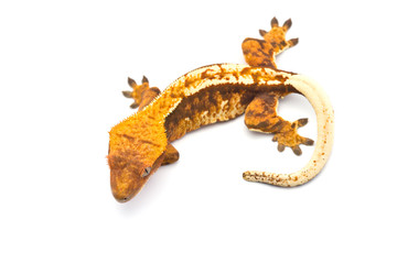 Crested gecko isolated on white background
