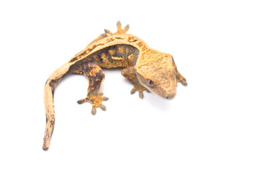 Crested gecko isolated on white background