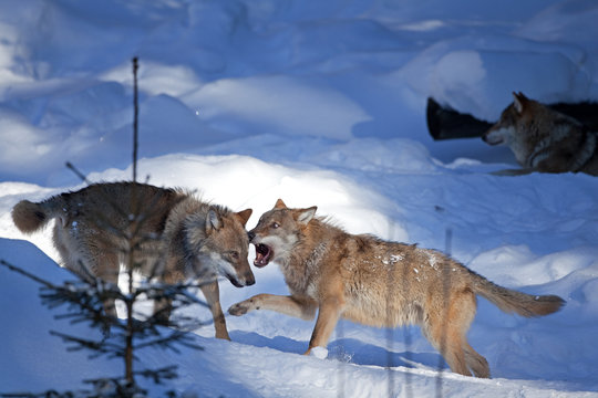 gray wolf, grey wolf, canis lupus