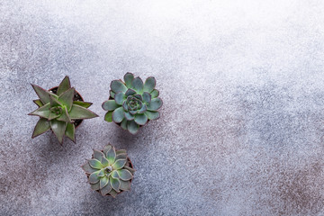 Succulents on a gray stone table Copy space Top view